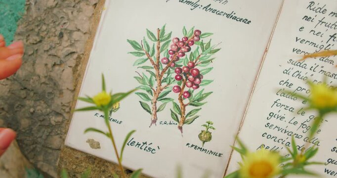 Botanical tile illustration of mastic plant on a stone wall in Capri Italy