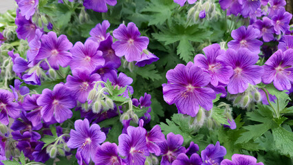 Close-up of lush blooming purple cranesbill or geranium magnificum flowers wet after rain growth in ornamental garden at spring day. Beautiful flowering plant natural background, shallow focus.