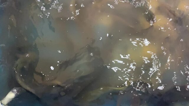 Group of catfish on blue water tube on market for sale