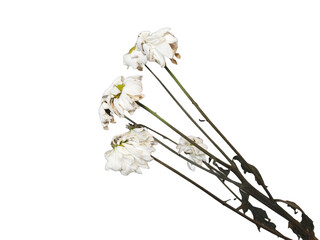 White chrysanthemum flowers that to wilt on white background