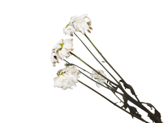 White chrysanthemum flowers that to wilt on white background