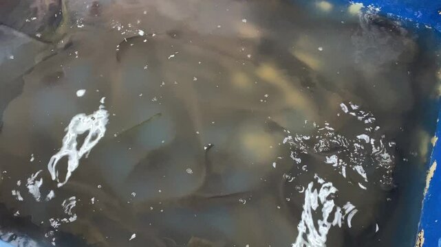 Group of catfish on blue water tube on market for sale
