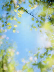葉の間から除く空が美しいグリーン背景
