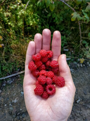 Hand holding a handful of fresh raspberries with raspberry bushes in the background. Vertical photo