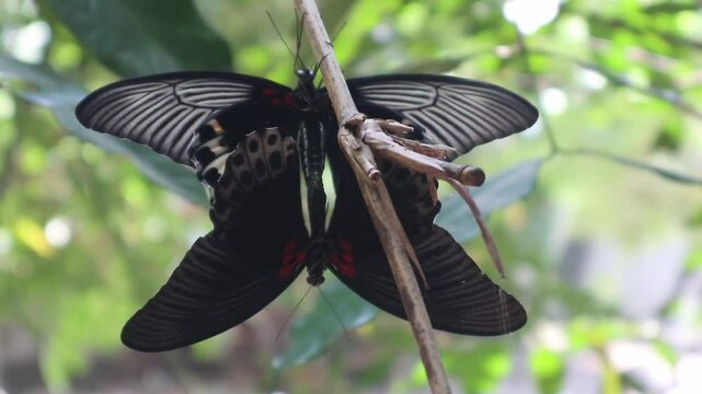 Beautiful black butterflies during mating