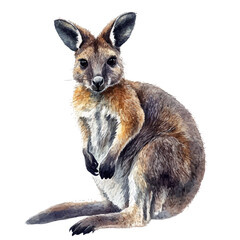 watercolor vector of Wallaby Close Up, isolated on a white background.