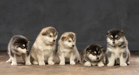 studio portrait of malamute puppies