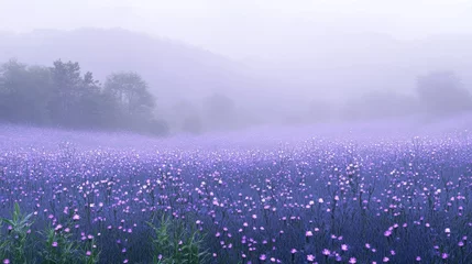 Fototapeten Misty lavender field landscape at dawn. © Jajar Martono