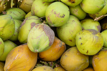 Tropical Coconuts in Varying Stages of Ripeness Displayed in a Rustic Market, coconut concept