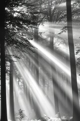 Monochrome Forest with Sun Rays