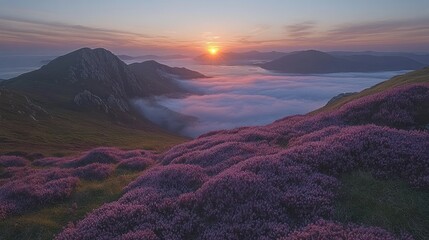 Mountain Sunrise over Sea of Fog with Heather Flowers