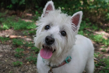 west highland white terrier