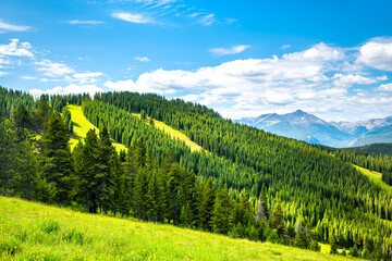 Dramatic lush green summer landscape at Vail, Colorado Grand Escape hiking trail with pine forest...
