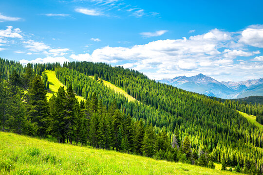 Dramatic lush green summer landscape at Vail, Colorado Grand Escape hiking trail with pine forest woods at ski slopes in Gore range