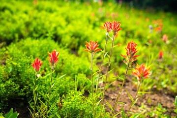 Red crimson paintbrush wildflowers flowers grass in Colorado macro closeup at Top of Vail Tour...