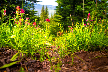 Paintbrush pink wildflowers flower plants low angle view in Colorado closeup at Top of Vail Tour...