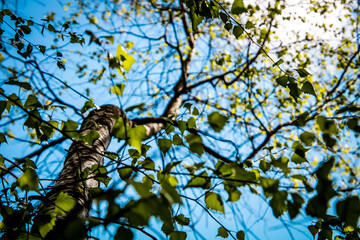 Birch tree on a sunny day