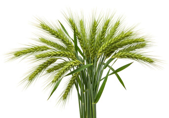 Cutout Wheat Grain Green Spikes Harvest Transparent Background Element