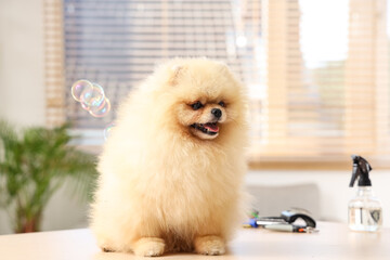 Cute dog with soap bubbles and grooming set sitting in salon