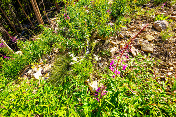 Fireweed willowherb herb purple wildflowers wild tea plant Ivan Chai above closeup in Beaver Creek, Colorado in summer by spruce forest