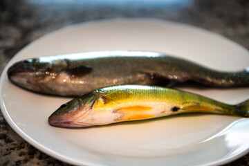 Rainbow trout smallmouth bass different fish two on belly side macro closeup wild raw uncooked whole wildcaught food from Colorado alpine lake