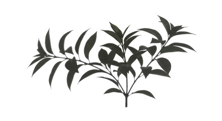 Foliage Herb Branch Illustration Transparent Background Plant Branch Leaf
