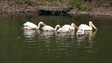 A beautiful, peaceful scene of pelicans elegantly swimming in a calm water body, surrounded by...