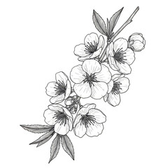 Floral Blossom Branch Illustration with Delicate White Flowers Transparent