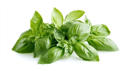Fototapeta premium Harvesting fresh basil leaves isolated on white background for culinary creations in bright kitchen setting