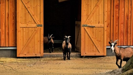 A group of curious and friendly goats is standing at the entrance of a cozy barn with two wooden doors and sandy ground