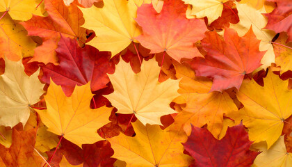 Fototapeta premium Colorful Autumn Maple Leaves Red Yellow Background Texture Pattern