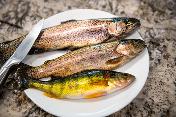 Cleaning knife and three fish rainbow trouts and smallmouth bass wild raw uncooked whole wildcaught food from Colorado freshwater lake