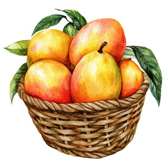Tropical Mango Fruit Basket, watercolor illustration vector, isolated on a white background.