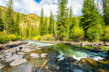 Aspen trees autumn fall spruce pine forest in Colorado Cottonwood pass hiking trail by Taylor river creek water flowing and yellow foliage
