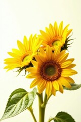 Fototapeta premium Close-up of sun-drenched sunflowers & seeds against pure white, macro, food, bright