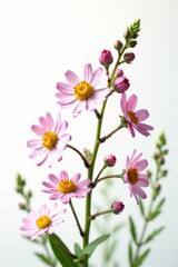 Delicate wildflower cluster, pastel hues, pure white backdrop , image, closeup