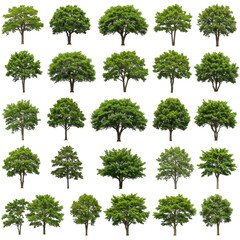 Illustration Many Green Trees Transparent Isolated Backgrounds Foliage