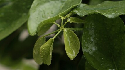 Nature Leaf with airdrop