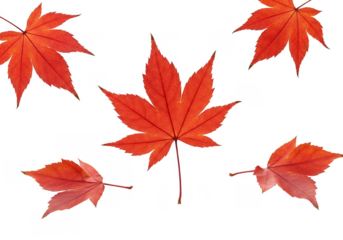 Illustration of Autumn Red Maple Leaves Isolated on Transparent Backdrop