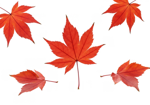 Illustration of Autumn Red Maple Leaves Isolated on Transparent Backdrop - Powered by Adobe