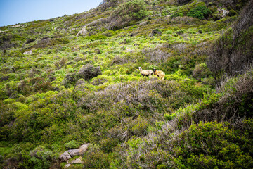 Two wild sheep free range roaming livestock animals on mountains of Ikaria island Greece by Faros in Ikarian sea on grass cliff rocks nature