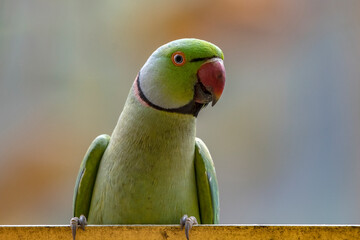 Rose-Ringed Parakeet Drinking from Clay Pot on Balcony Reflects Human Effort to Reconnect with...