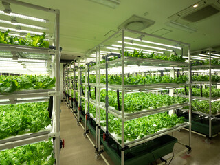 植物工場のレタス栽培