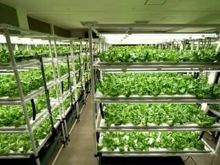 植物工場のレタス栽培
