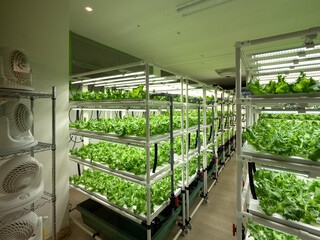 植物工場のレタス栽培