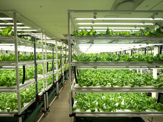 植物工場のレタス栽培