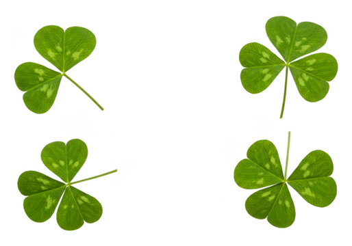 Illustration of Four Green Clover Shamrock Leaf on Black Background