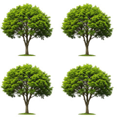 Illustration of Green Leafy Trees Isolated on Transparent Background