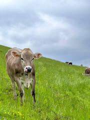 Light brown dairy cow standing in green alpine meadow with yellow wildflowers rural Swiss landscape with soft, muted palette gentle terrain.