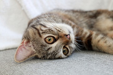 甘える顔をした子猫